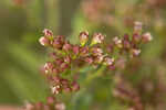 Hairy pinweed